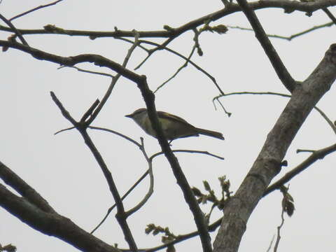 Image of Rosy Minivet