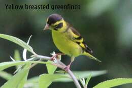 Image of Yellow-breasted Greenfinch