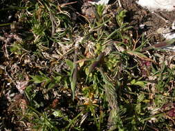 Image of Somerset hair grass