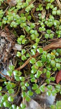 Image of Hydrocotyle sulcata C. J. Webb & P. N. Johnson