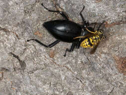 Image of Western Yellowjacket