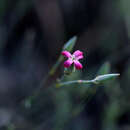 Image of Dianthus cinnamomeus Sm.