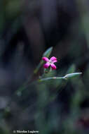 صورة Dianthus cinnamomeus Sm.