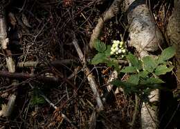 Imagem de Actaea rubra subsp. rubra