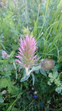 Image of purple clover