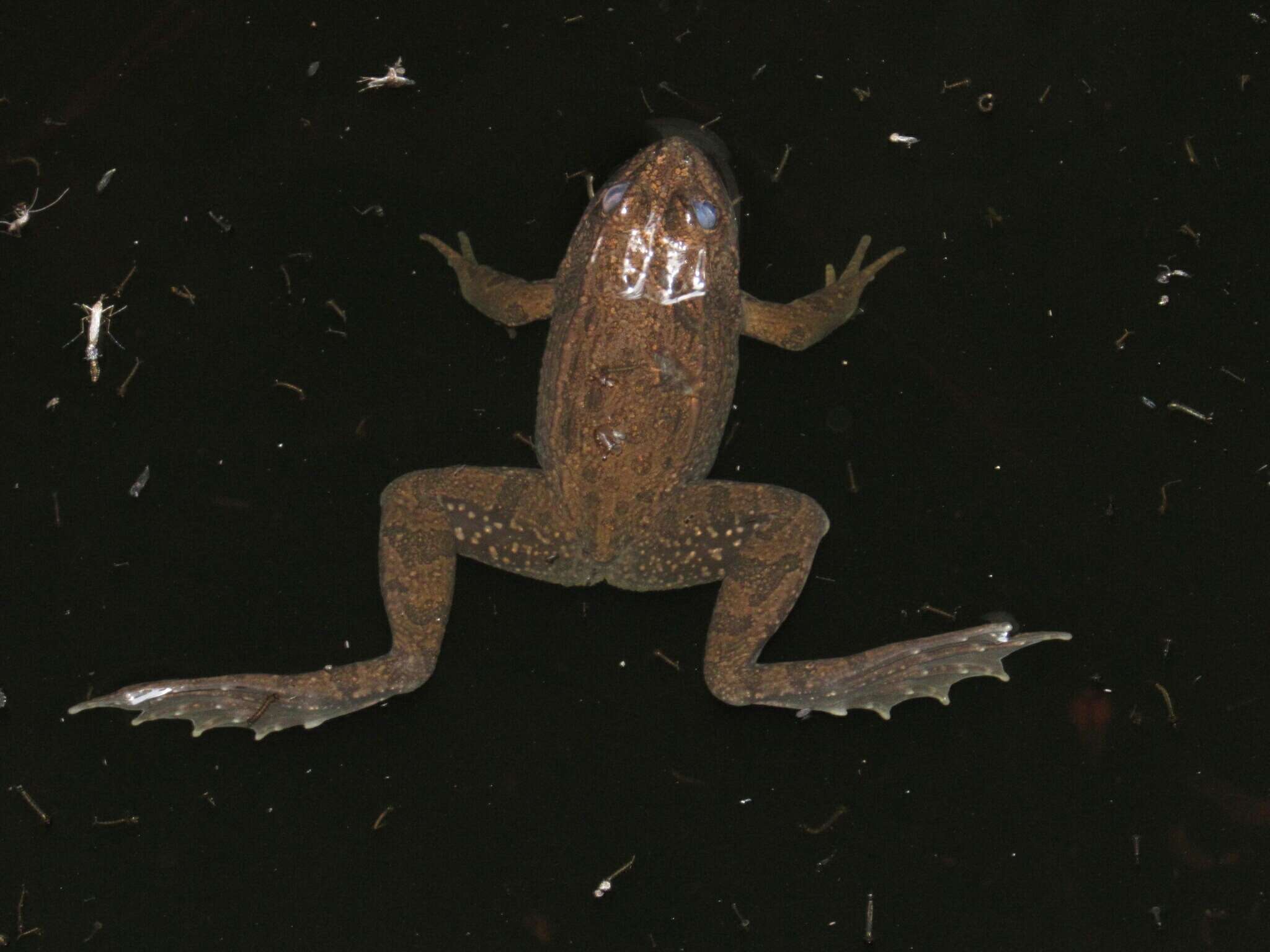 Image of Lithobates megapoda (Taylor 1942)