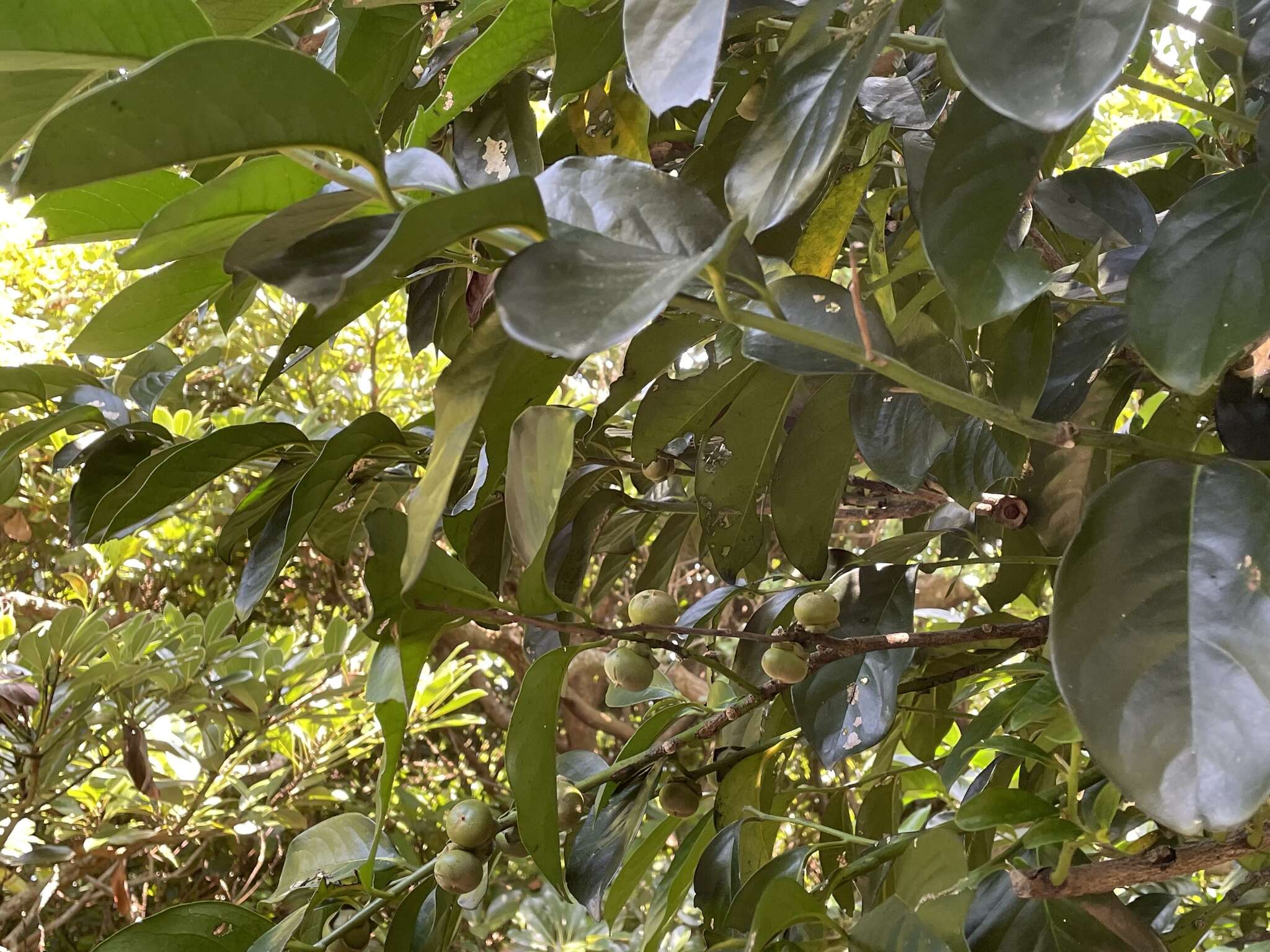 Image of Malaysian persimmon