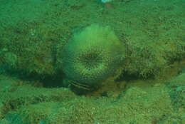 Image of Echinomorpha Veron 2000