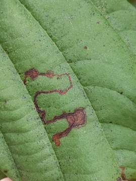 Sivun Stigmella corylifoliella (Clemens 1861) Wilkinson et al. 1979 kuva