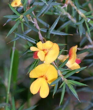 Image of Pultenaea forsythiana