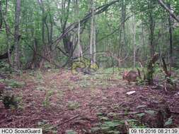 Image of Mexican Cottontail