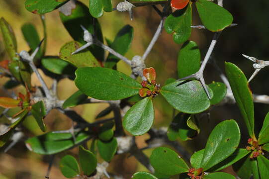 Image of spiny bucida