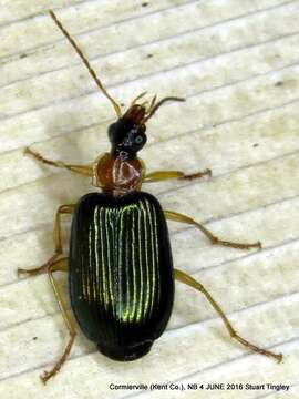 Image of Lebia (Loxopeza) tricolor Say 1823