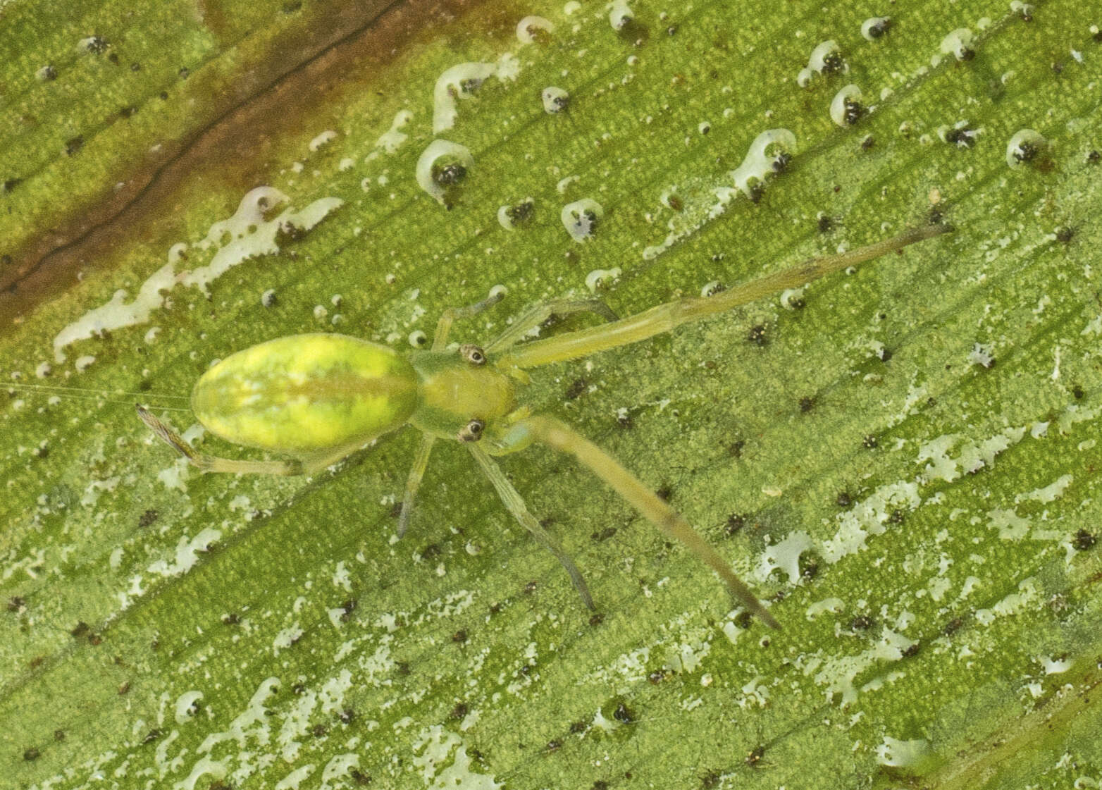 Image of Miagrammopes flavus (Wunderlich 1976)