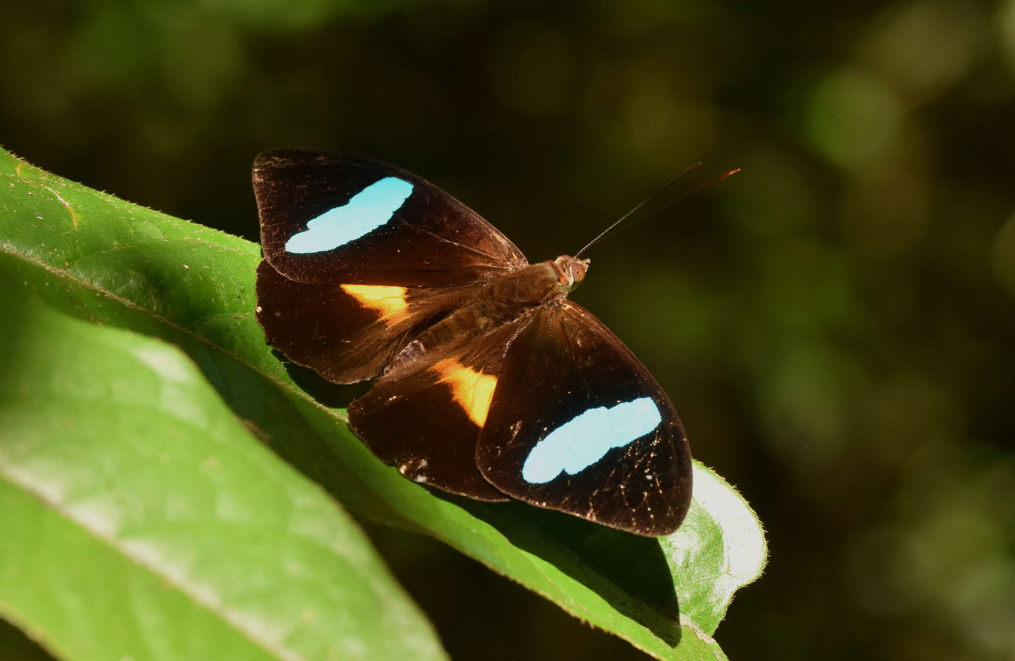 Imagem de Nessaea batesii Felder 1860