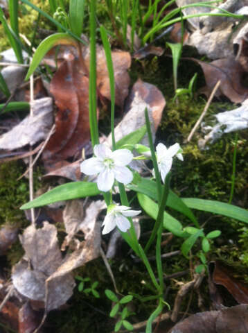 Image of Virginia springbeauty