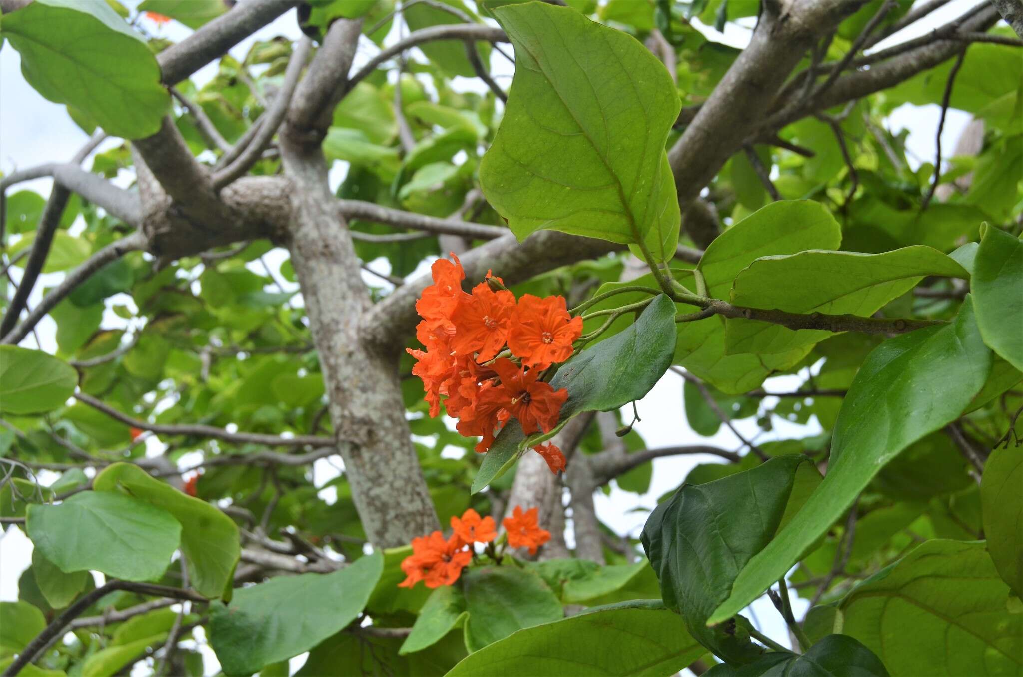 Image de Cordia sebestena L.