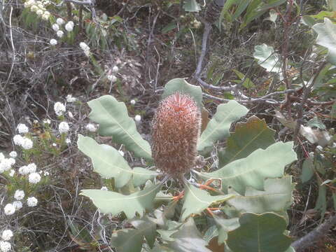 Image of Banksia solandri R. Br.