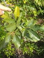 Image of Tabebuia calcicola Britton