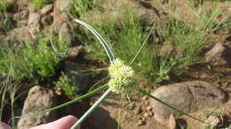 Image of Cyperus capensis (Steud.) Endl.