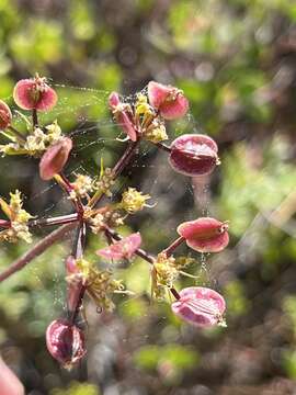 Image of coastal biscuitroot