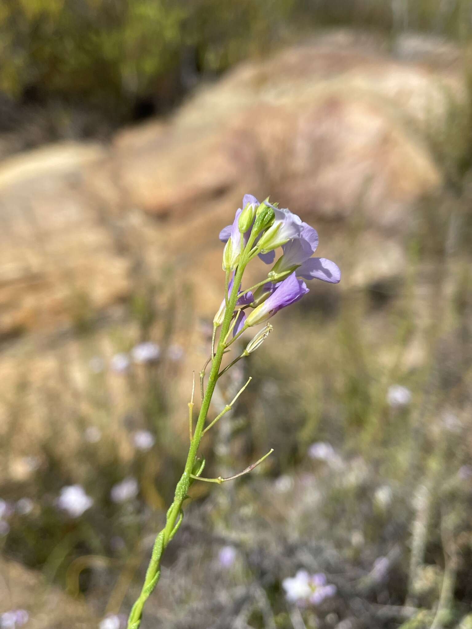 Image of Heliophila dregeana Sond.