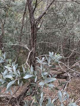 Image of Coast Myall