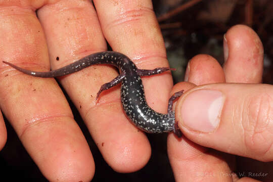 Image of Caddo Mountain Salamander