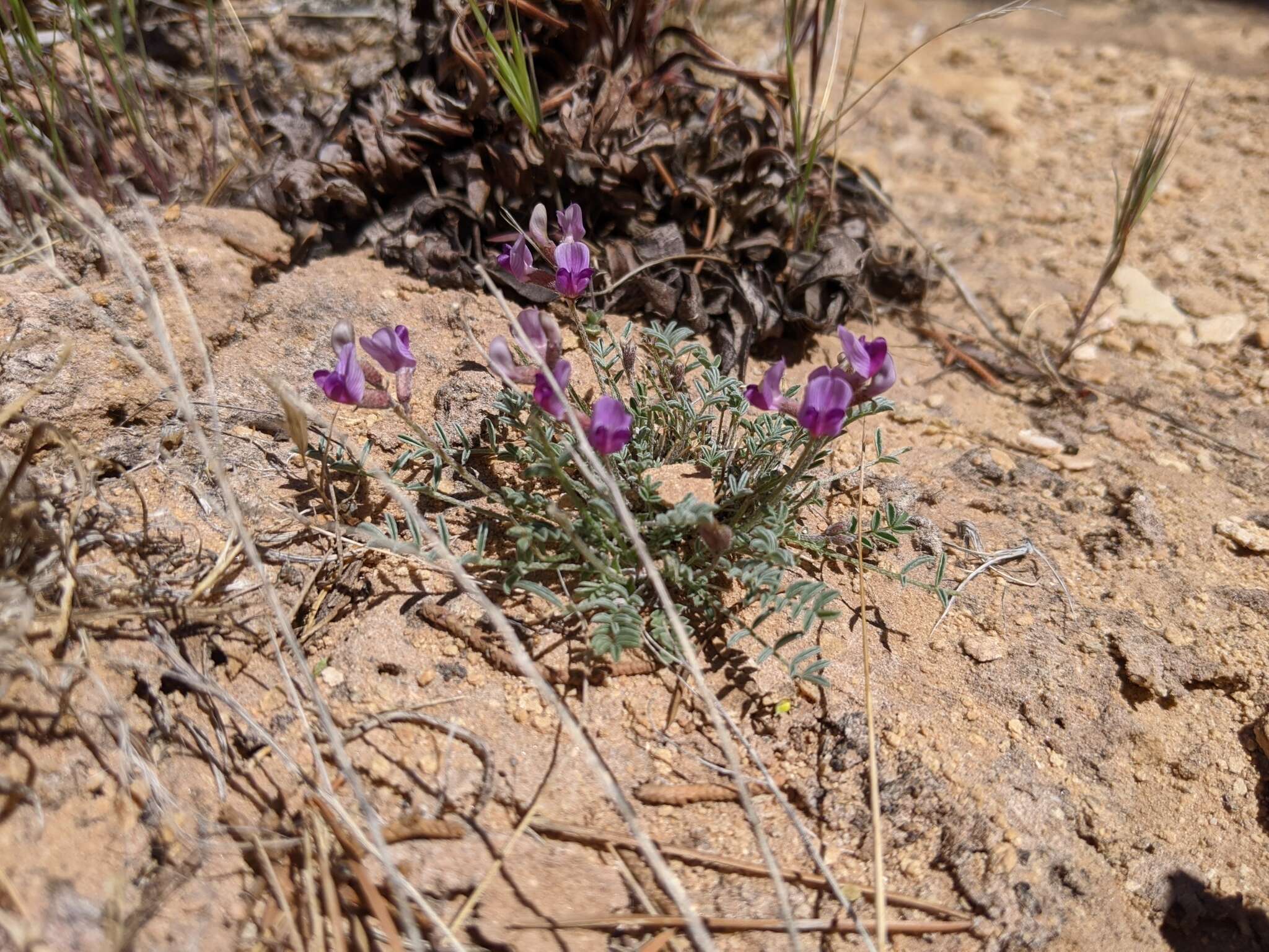 Image of rimrock milkvetch