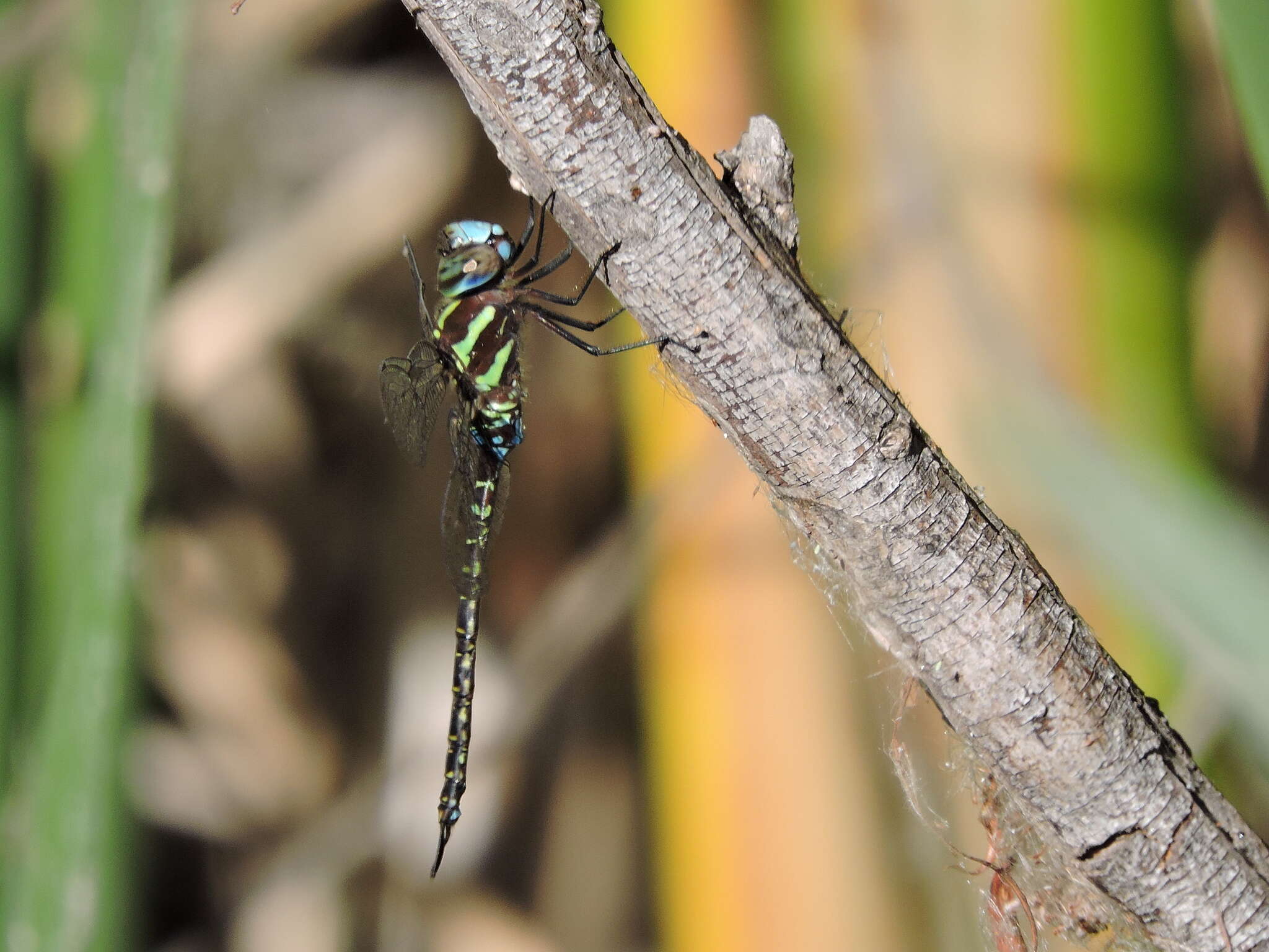 Image of Turquoise-tipped Darner