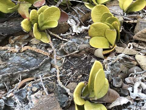 Слика од Hoya australis R. Br. ex Traill