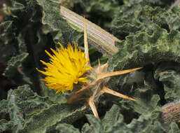 Plancia ëd Centaurea procurrens Sieb. ex Spreng.