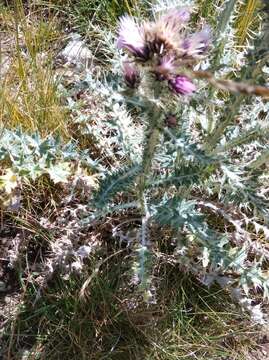 Слика од Carduus carlinoides Gouan