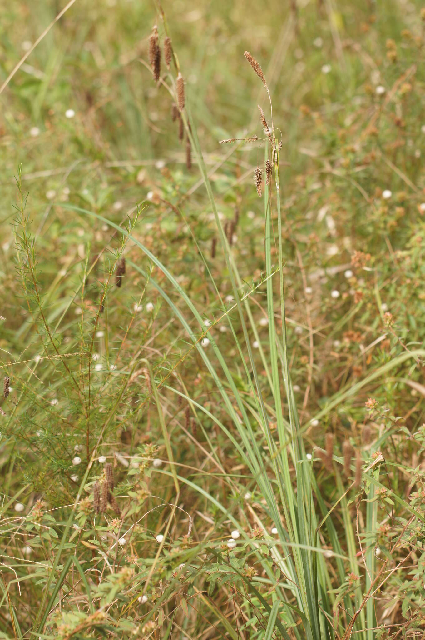 Image of southern waxy sedge