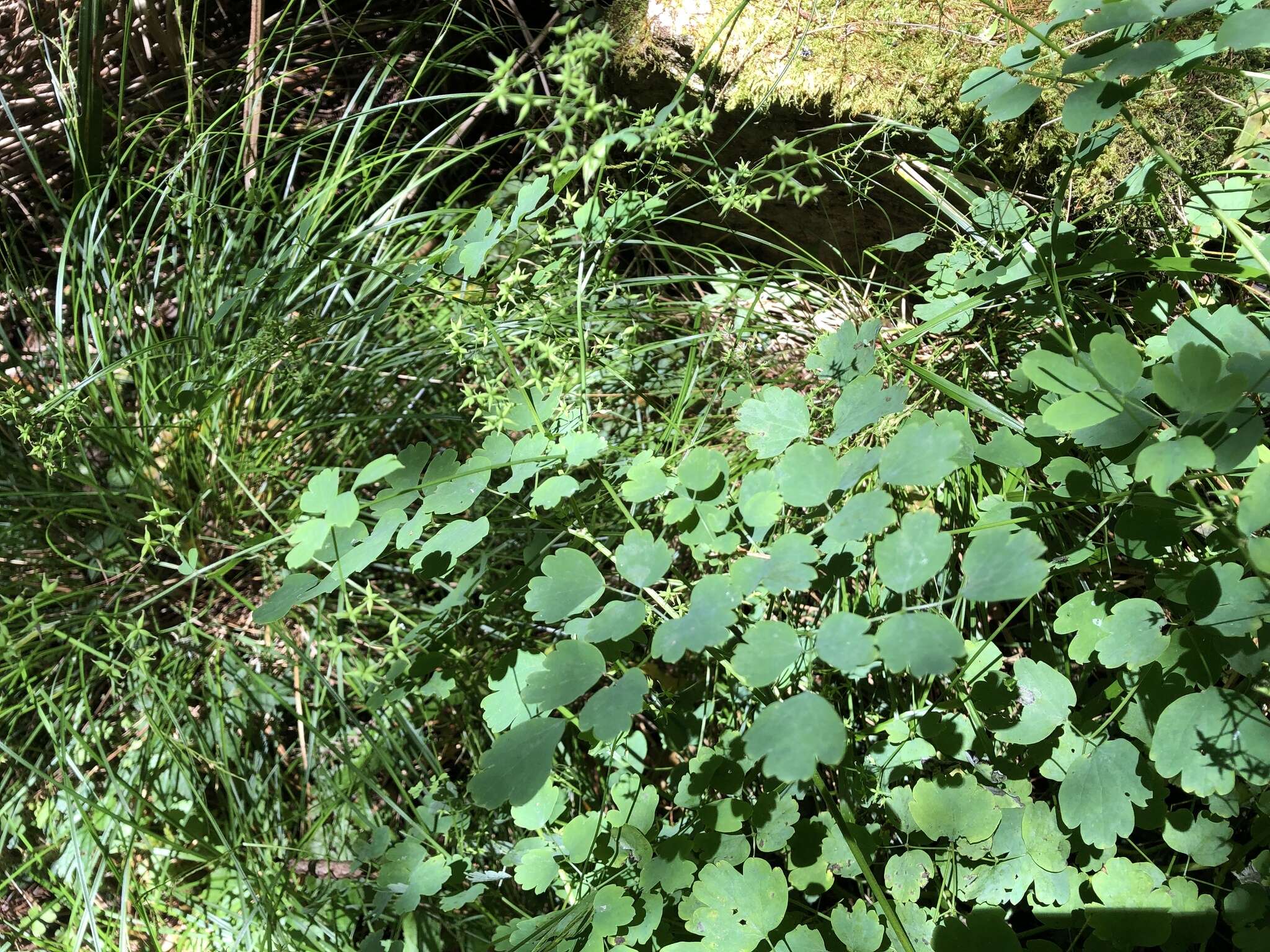 Image of Thalictrum javanicum Bl.