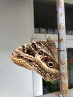 Imagem de Caligo illioneus pampeiro Fruhstorfer 1904