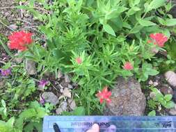 Image of Henry Indian paintbrush