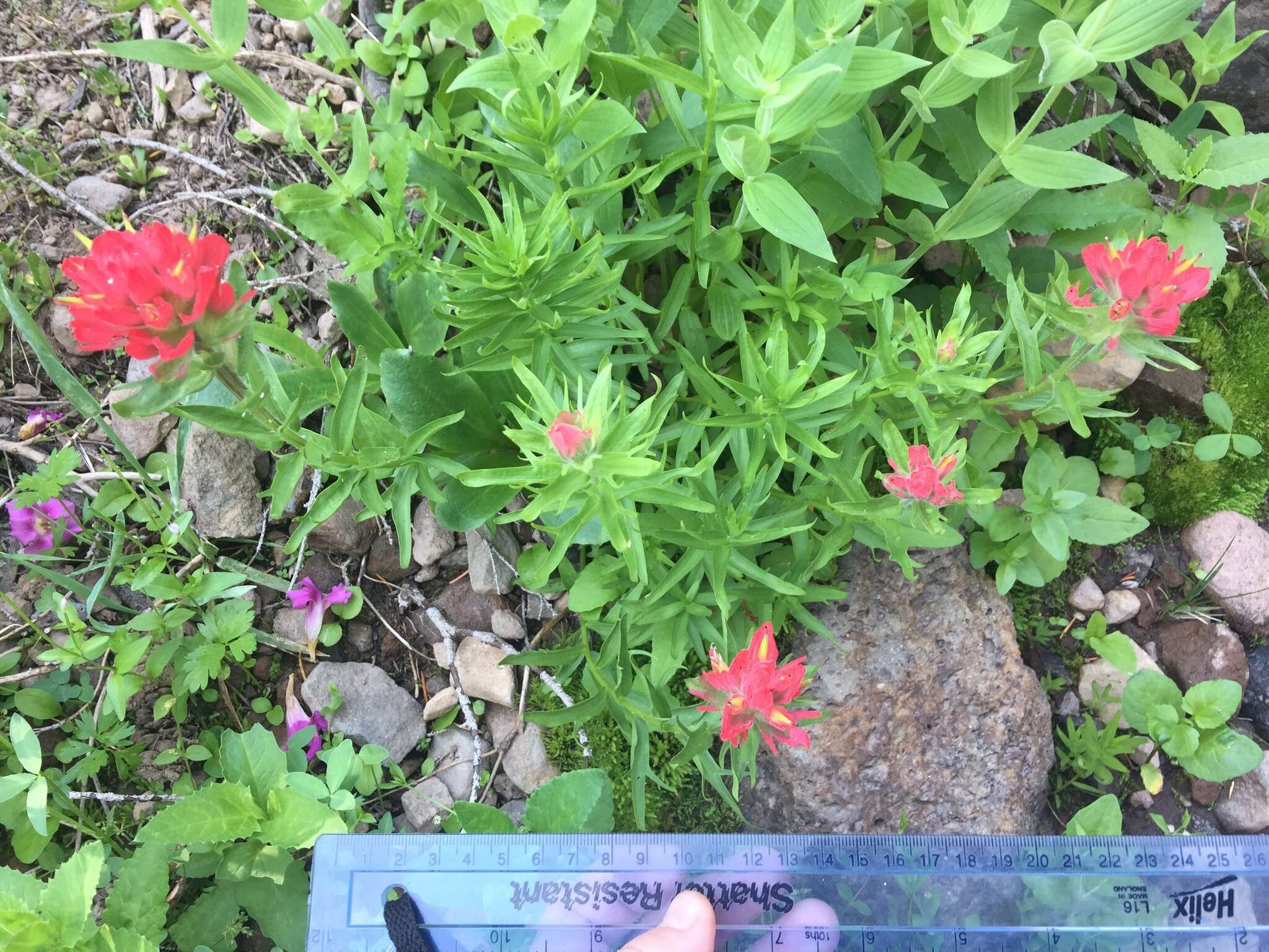 Image of Henry Indian paintbrush