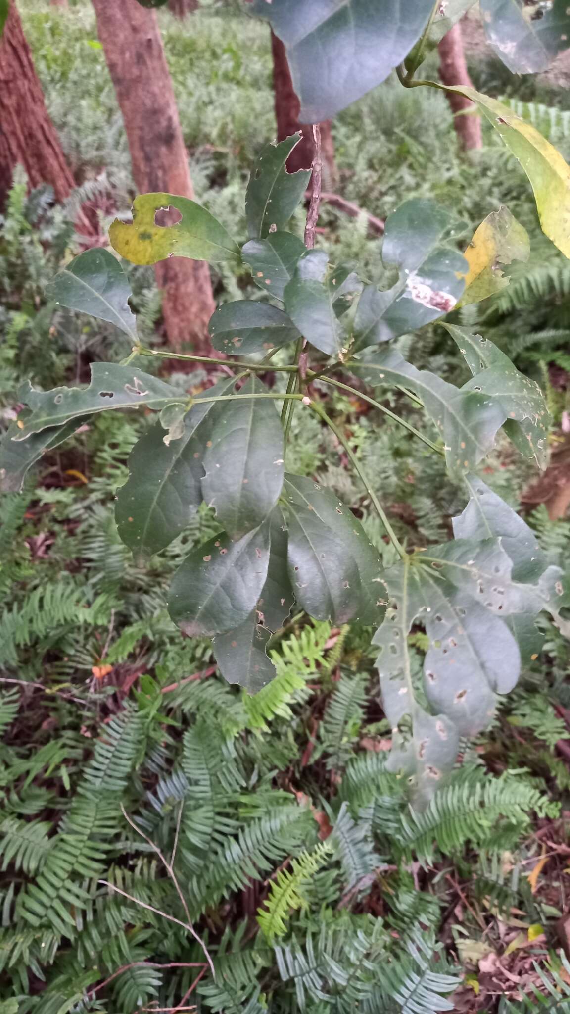 Melicope micrococca (F. Müll.) T. G. Hartley resmi