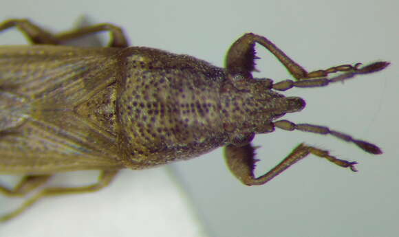 Image of Cymophyes