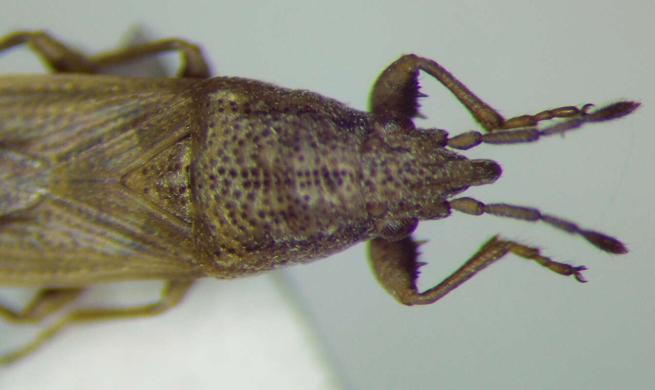 Image of Cymophyes (Cymophyes) golodnajana Seidenstucker & G. 1953