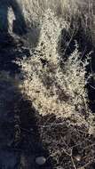 Image of South American saltbush