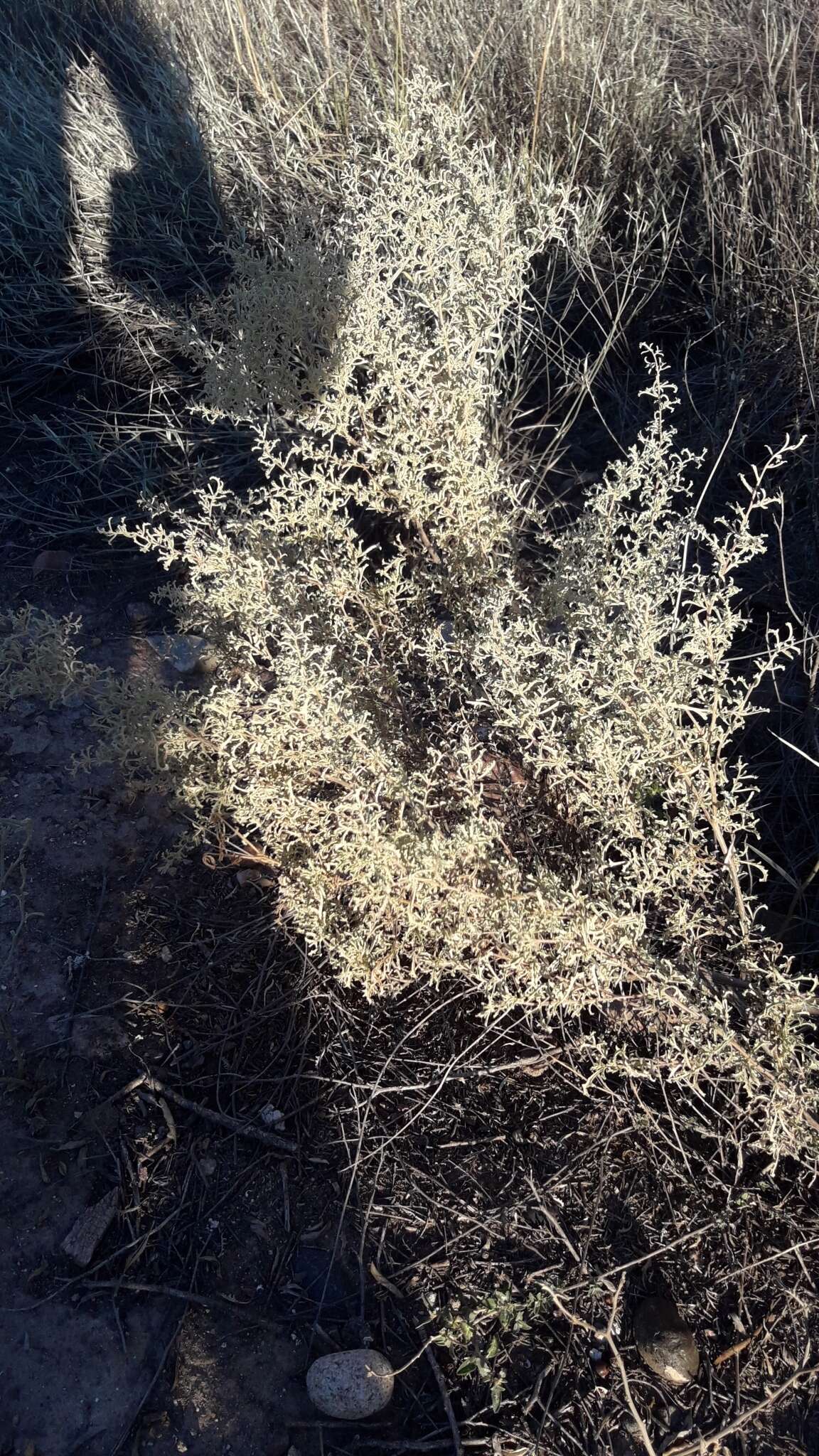 Image of South American saltbush