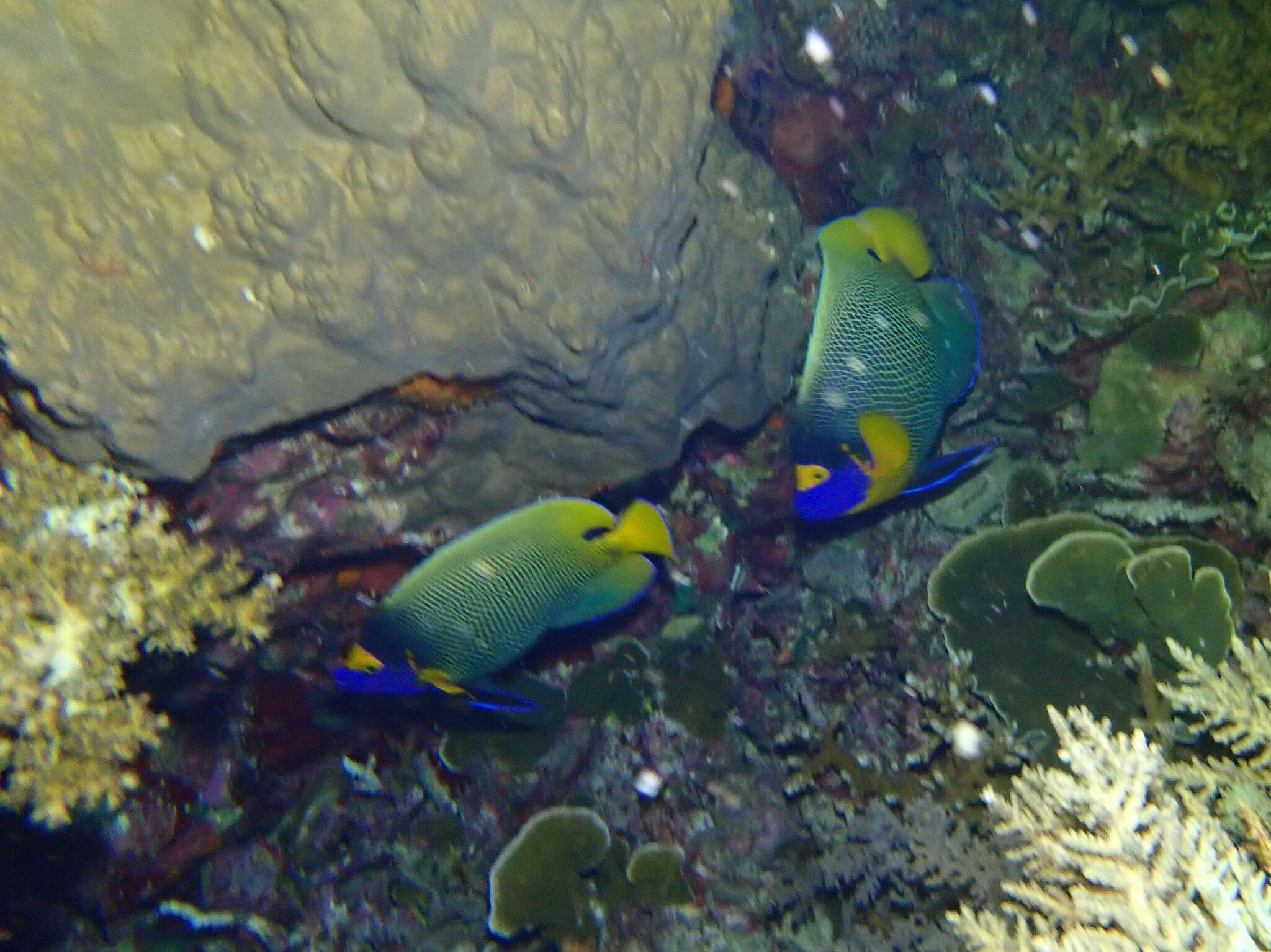 Image of Blue-face Angelfish