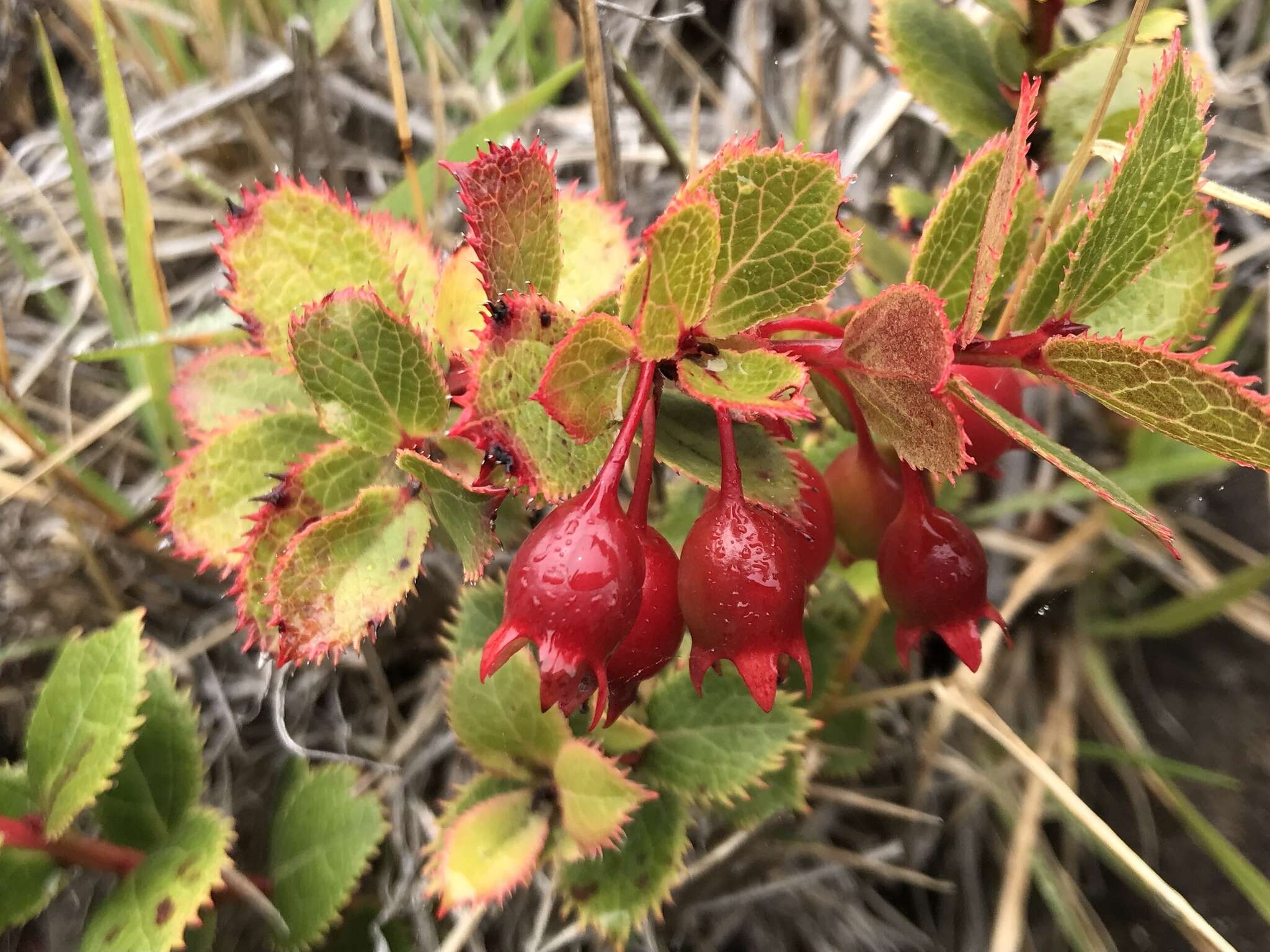 Vaccinium dentatum Sm.的圖片