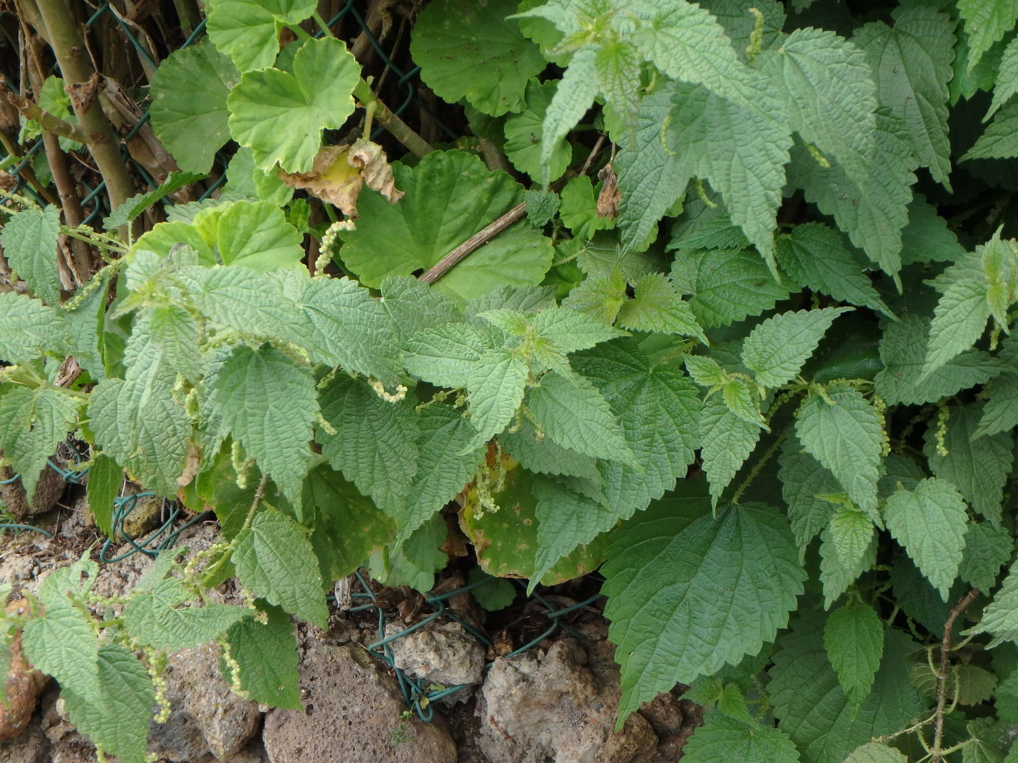 Image of Urtica morifolia Poir.