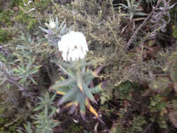 Image of Pearly Everlasting