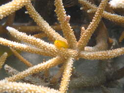 Image of Yellow clown goby