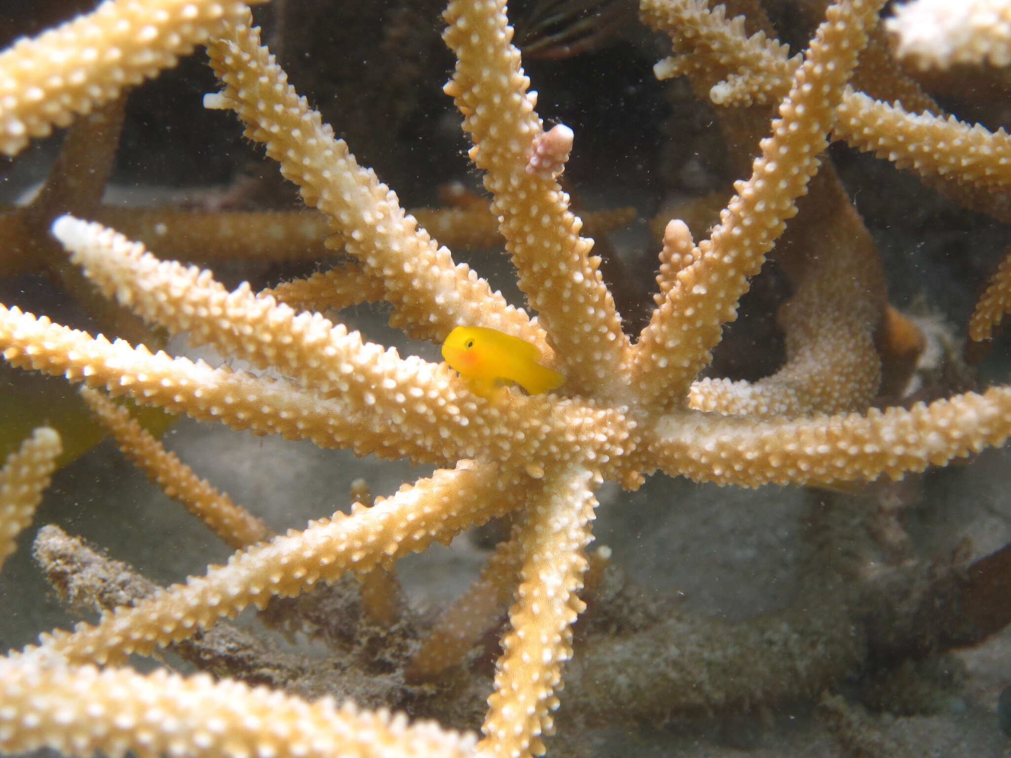 Image of Yellow clown goby