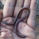 Image of Cregoe's Legless Skink